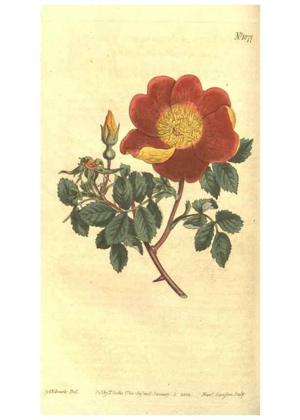 Reproducción/Reproduction 35129428386: Curtis's botanical magazine.. London ; New York [etc.] :Academic Press [etc.]