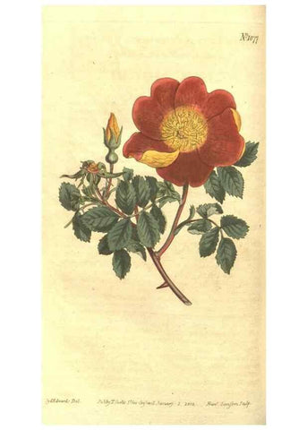 Reproducción/Reproduction 35129428386: Curtis's botanical magazine.. London ; New York [etc.] :Academic Press [etc.]