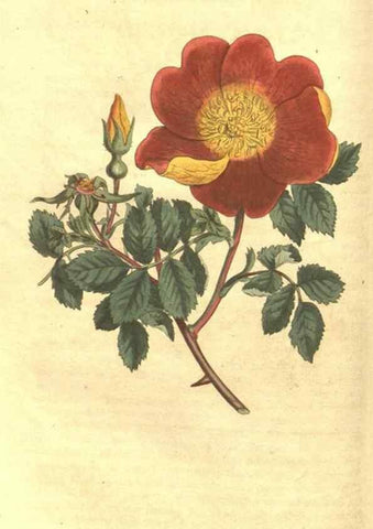Reproducción/Reproduction 35129428386: Curtis's botanical magazine.. London ; New York [etc.] :Academic Press [etc.]