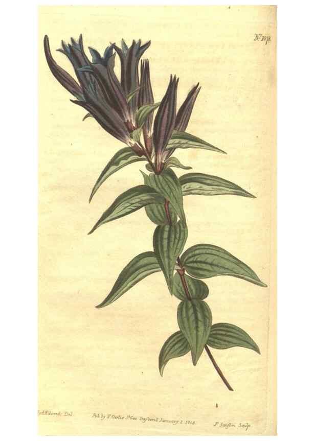 Reproducción/Reproduction 35129431066: Curtis's botanical magazine.. London ; New York [etc.] :Academic Press [etc.]
