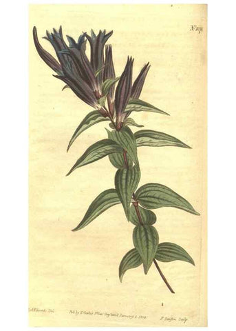 Reproducción/Reproduction 35129431066: Curtis's botanical magazine.. London ; New York [etc.] :Academic Press [etc.]