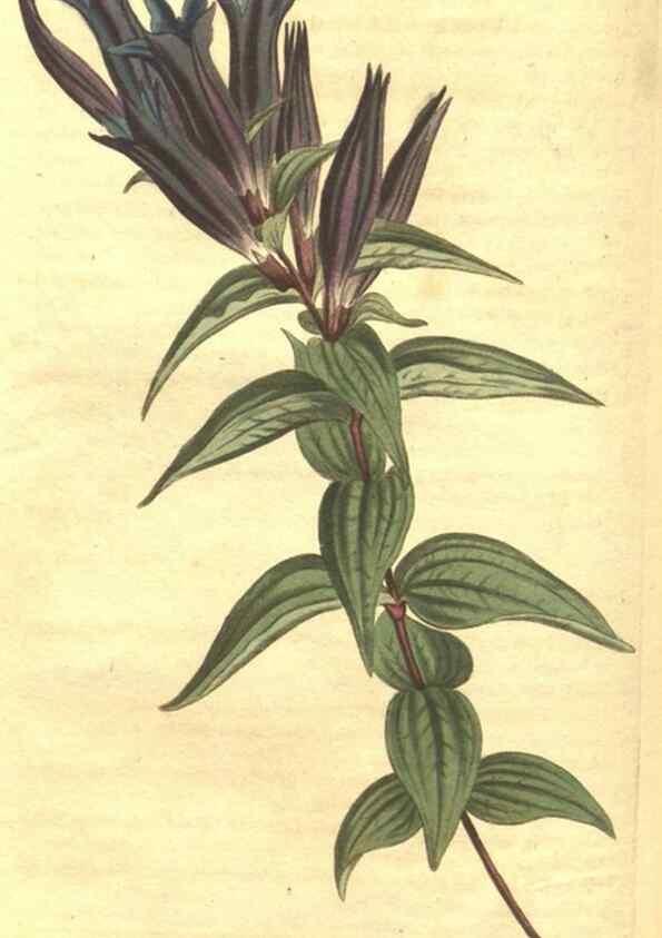 Reproducción/Reproduction 35129431066: Curtis's botanical magazine.. London ; New York [etc.] :Academic Press [etc.]