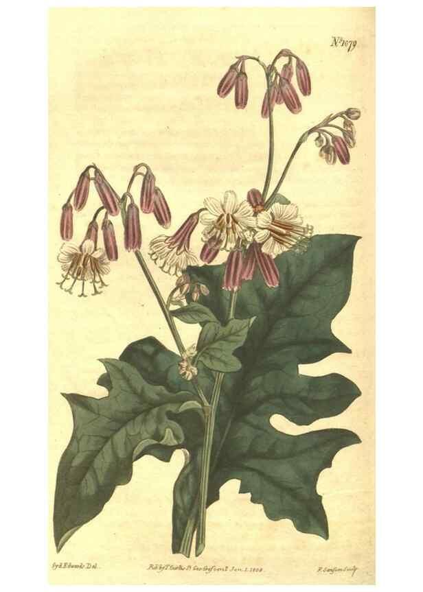 Reproducción/Reproduction 35038625761: Curtis's botanical magazine.. London ; New York [etc.] :Academic Press [etc.]