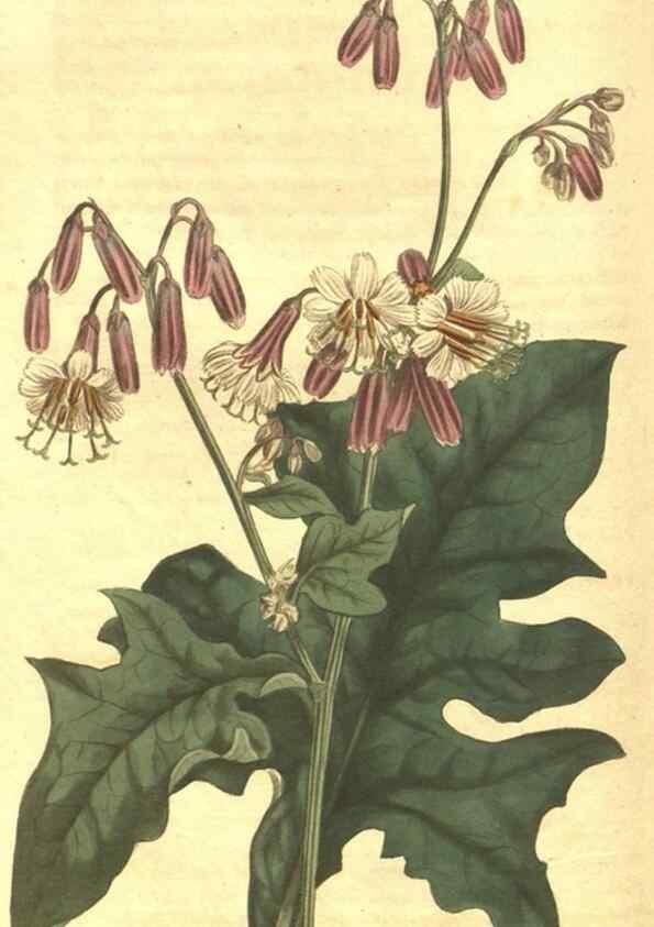 Reproducción/Reproduction 35038625761: Curtis's botanical magazine.. London ; New York [etc.] :Academic Press [etc.]