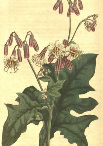 Reproducción/Reproduction 35038625761: Curtis's botanical magazine.. London ; New York [etc.] :Academic Press [etc.]