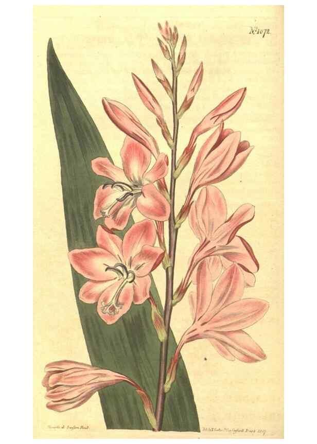 Reproducción/Reproduction 34324341734: Curtis's botanical magazine.. London ; New York [etc.] :Academic Press [etc.]