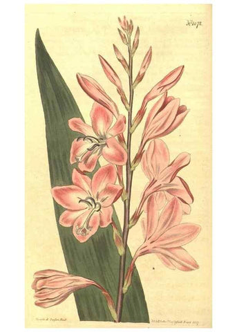 Reproducción/Reproduction 34324341734: Curtis's botanical magazine.. London ; New York [etc.] :Academic Press [etc.]