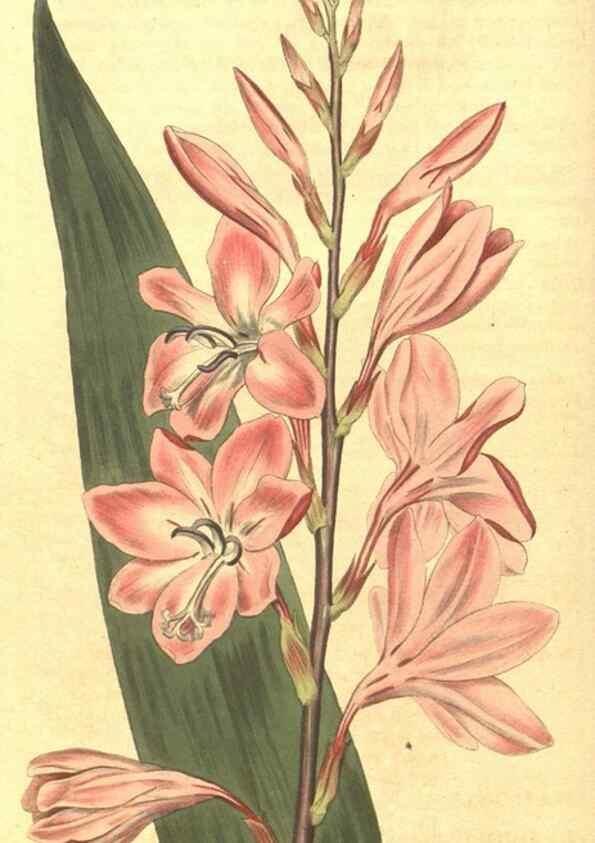 Reproducción/Reproduction 34324341734: Curtis's botanical magazine.. London ; New York [etc.] :Academic Press [etc.]