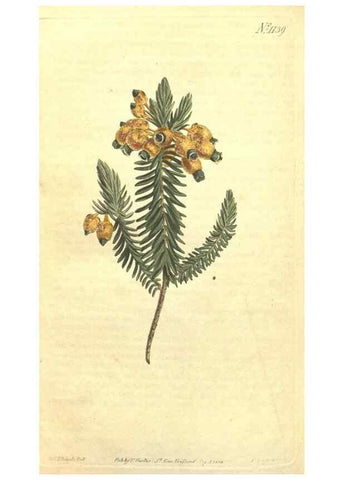 Reproducción/Reproduction 34324444654: Curtis's botanical magazine.. London ; New York [etc.] :Academic Press [etc.]