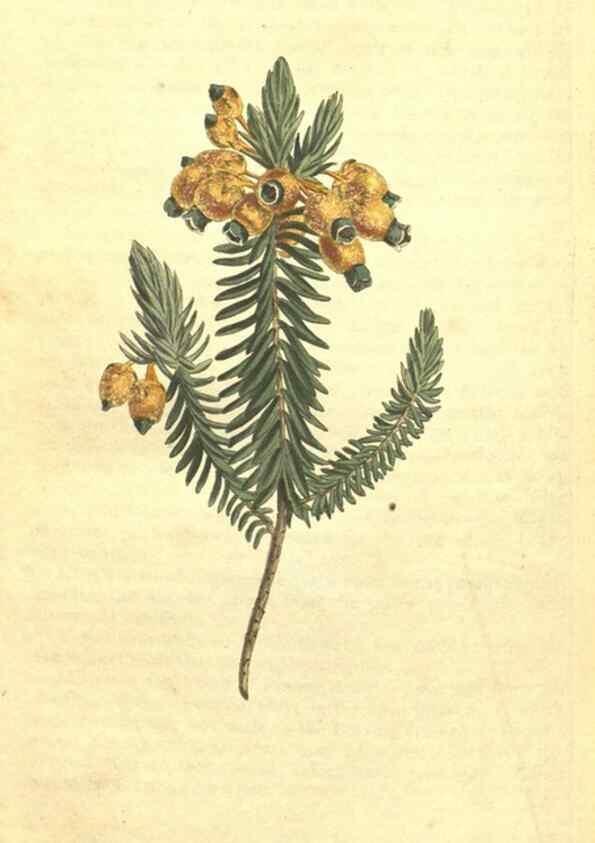 Reproducción/Reproduction 34324444654: Curtis's botanical magazine.. London ; New York [etc.] :Academic Press [etc.]