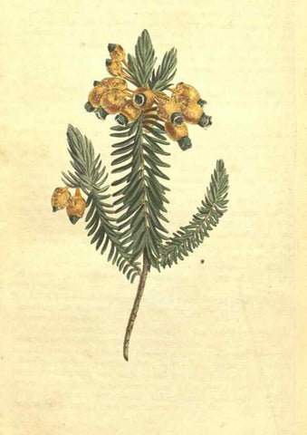 Reproducción/Reproduction 34324444654: Curtis's botanical magazine.. London ; New York [etc.] :Academic Press [etc.]
