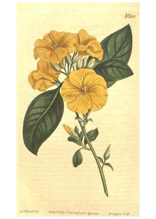 Reproducción/Reproduction 34359753593: Curtis's botanical magazine.. London ; New York [etc.] :Academic Press [etc.]