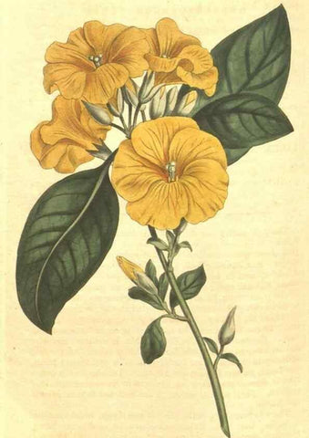 Reproducción/Reproduction 34359753593: Curtis's botanical magazine.. London ; New York [etc.] :Academic Press [etc.]