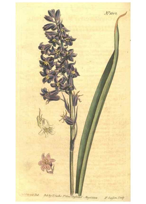 Reproducción/Reproduction 34782908420: Curtis's botanical magazine.. London ; New York [etc.] :Academic Press [etc.]