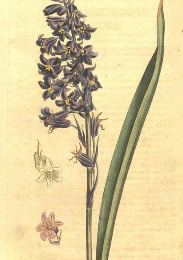 Reproducción/Reproduction 34782908420: Curtis's botanical magazine.. London ; New York [etc.] :Academic Press [etc.]