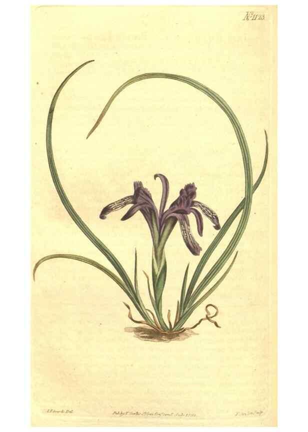 Reproducción/Reproduction 35129519876: Curtis's botanical magazine.. London ; New York [etc.] :Academic Press [etc.]