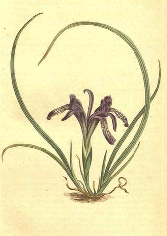 Reproducción/Reproduction 35129519876: Curtis's botanical magazine.. London ; New York [etc.] :Academic Press [etc.]