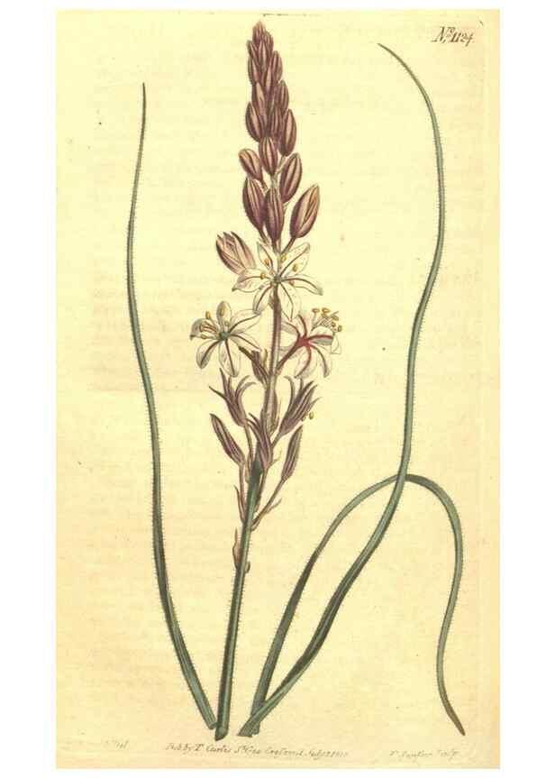 Reproducción/Reproduction 34324414074: Curtis's botanical magazine.. London ; New York [etc.] :Academic Press [etc.]