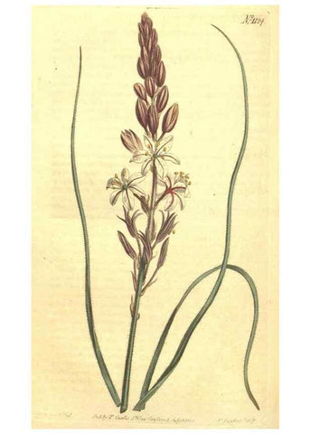 Reproducción/Reproduction 34324414074: Curtis's botanical magazine.. London ; New York [etc.] :Academic Press [etc.]