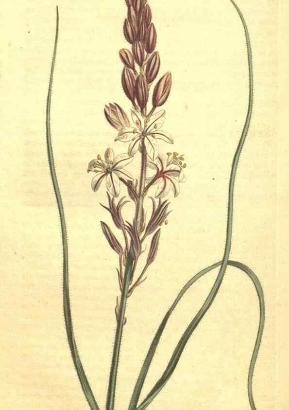 Reproducción/Reproduction 34324414074: Curtis's botanical magazine.. London ; New York [etc.] :Academic Press [etc.]