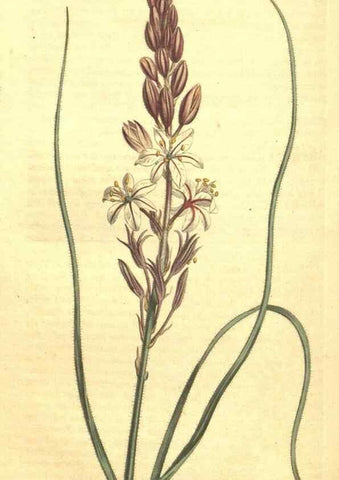 Reproducción/Reproduction 34324414074: Curtis's botanical magazine.. London ; New York [etc.] :Academic Press [etc.]