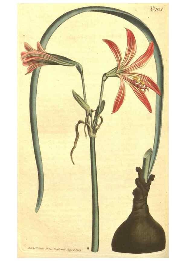 Reproducción/Reproduction 34324415774: Curtis's botanical magazine.. London ; New York [etc.] :Academic Press [etc.]