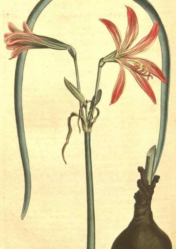 Reproducción/Reproduction 34324415774: Curtis's botanical magazine.. London ; New York [etc.] :Academic Press [etc.]