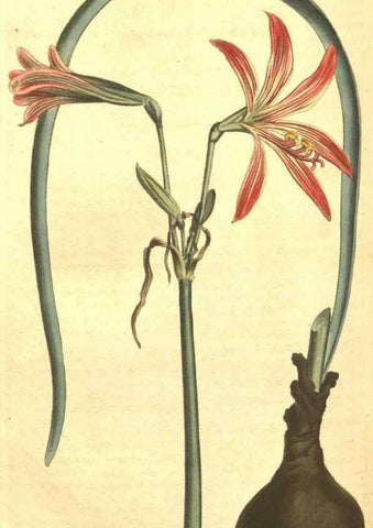 Reproducción/Reproduction 34324415774: Curtis's botanical magazine.. London ; New York [etc.] :Academic Press [etc.]