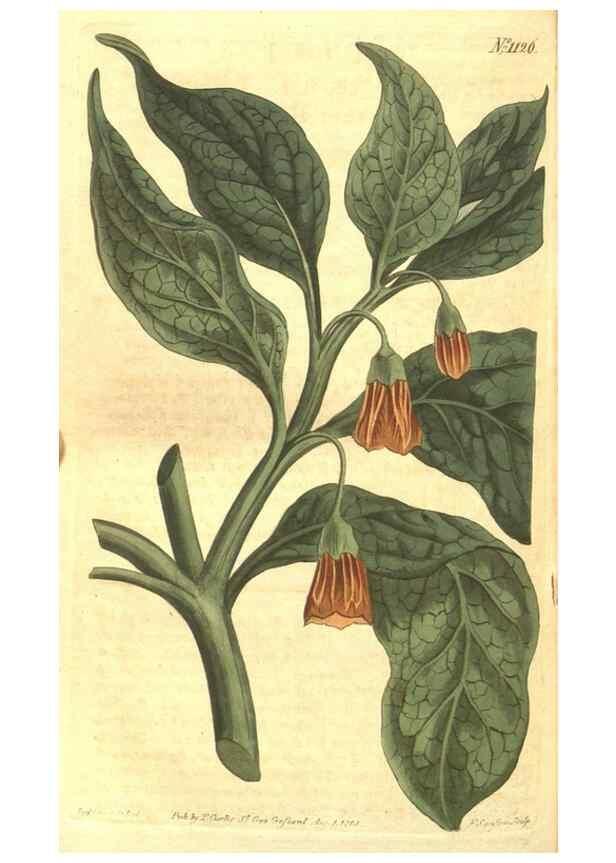 Reproducción/Reproduction 34324417474: Curtis's botanical magazine.. London ; New York [etc.] :Academic Press [etc.]