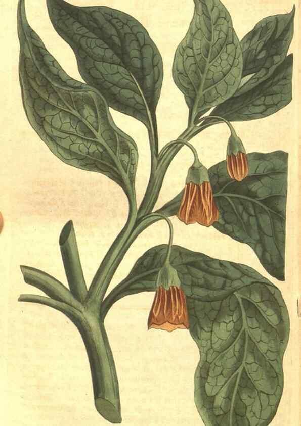 Reproducción/Reproduction 34324417474: Curtis's botanical magazine.. London ; New York [etc.] :Academic Press [etc.]