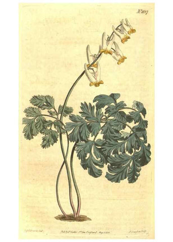 Reproducción/Reproduction 34324419084: Curtis's botanical magazine.. London ; New York [etc.] :Academic Press [etc.]