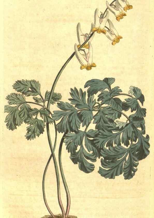 Reproducción/Reproduction 34324419084: Curtis's botanical magazine.. London ; New York [etc.] :Academic Press [etc.]
