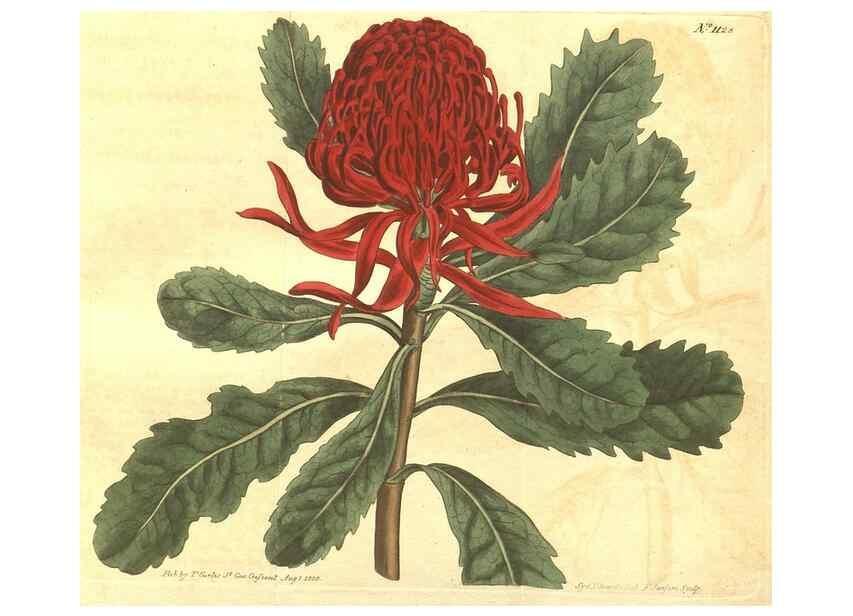Reproducción/Reproduction 34324420304: Curtis's botanical magazine.. London ; New York [etc.] :Academic Press [etc.]