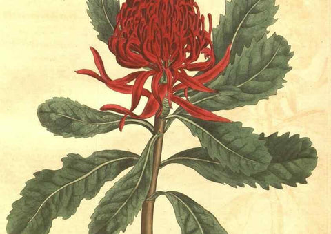 Reproducción/Reproduction 34324420304: Curtis's botanical magazine.. London ; New York [etc.] :Academic Press [etc.]