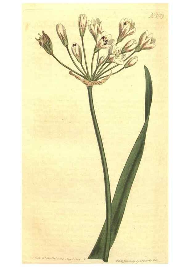 Reproducción/Reproduction 34359809543: Curtis's botanical magazine.. London ; New York [etc.] :Academic Press [etc.]