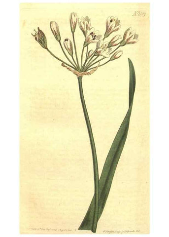 Reproducción/Reproduction 34359809543: Curtis's botanical magazine.. London ; New York [etc.] :Academic Press [etc.]