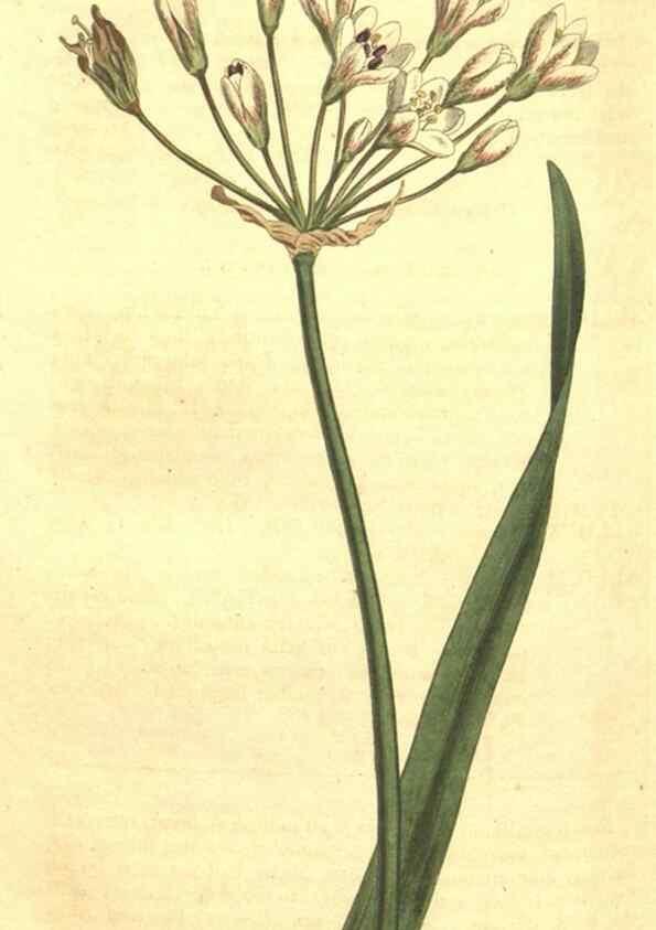 Reproducción/Reproduction 34359809543: Curtis's botanical magazine.. London ; New York [etc.] :Academic Press [etc.]