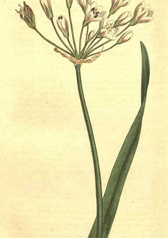 Reproducción/Reproduction 34359809543: Curtis's botanical magazine.. London ; New York [etc.] :Academic Press [etc.]