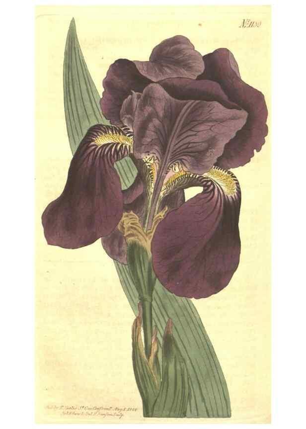 Reproducción/Reproduction 34782953490: Curtis's botanical magazine.. London ; New York [etc.] :Academic Press [etc.]