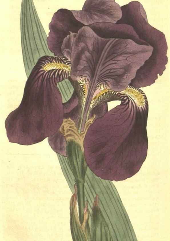 Reproducción/Reproduction 34782953490: Curtis's botanical magazine.. London ; New York [etc.] :Academic Press [etc.]