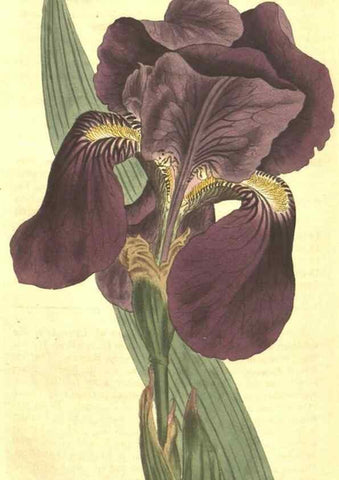 Reproducción/Reproduction 34782953490: Curtis's botanical magazine.. London ; New York [etc.] :Academic Press [etc.]