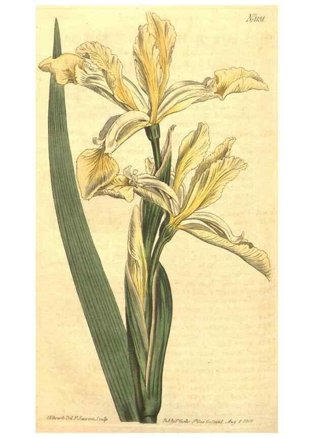 Reproducción/Reproduction 34782956140: Curtis's botanical magazine.. London ; New York [etc.] :Academic Press [etc.]