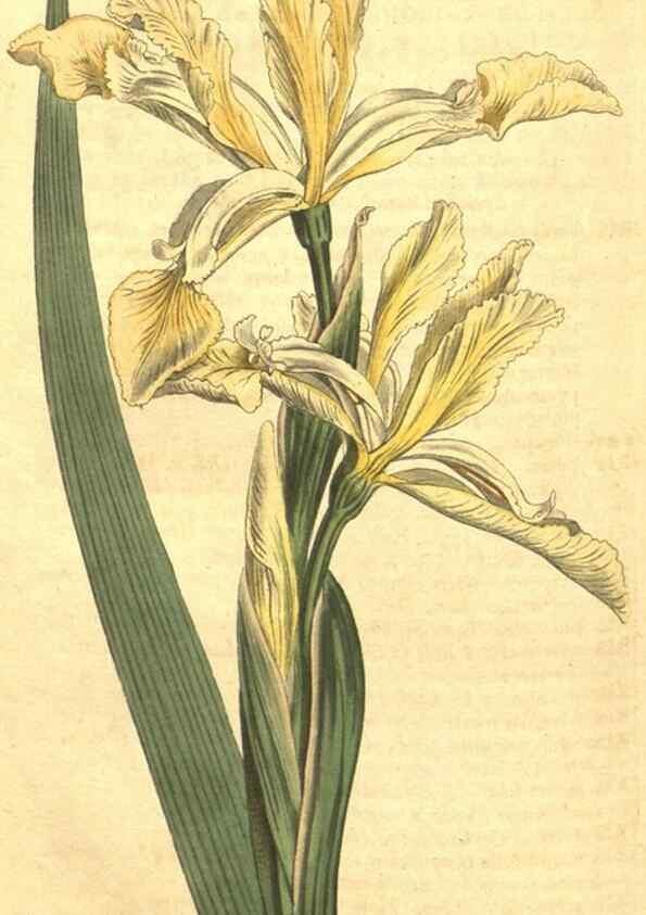 Reproducción/Reproduction 34782956140: Curtis's botanical magazine.. London ; New York [etc.] :Academic Press [etc.]