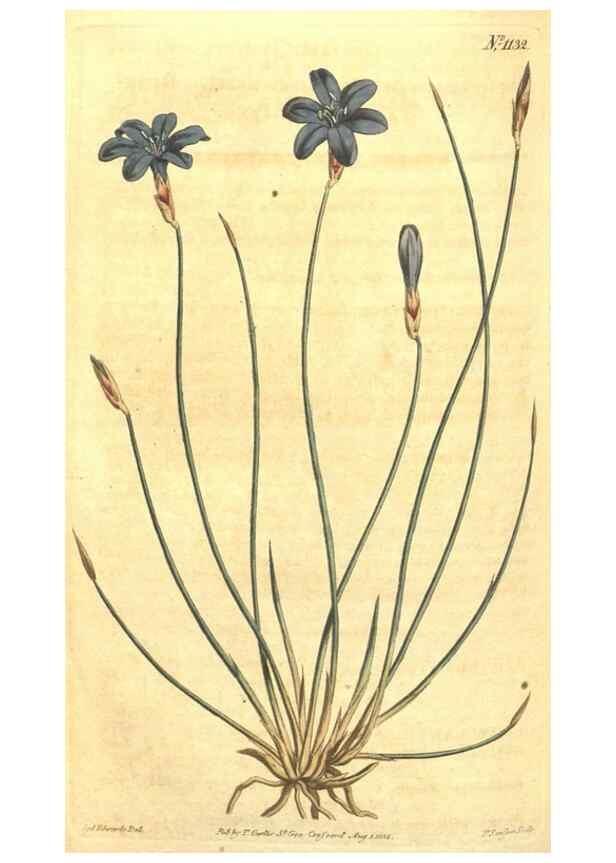 Reproducción/Reproduction 34359815383: Curtis's botanical magazine.. London ; New York [etc.] :Academic Press [etc.]