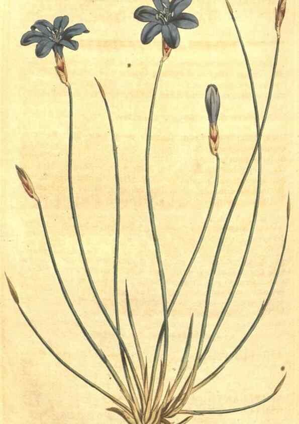 Reproducción/Reproduction 34359815383: Curtis's botanical magazine.. London ; New York [etc.] :Academic Press [etc.]