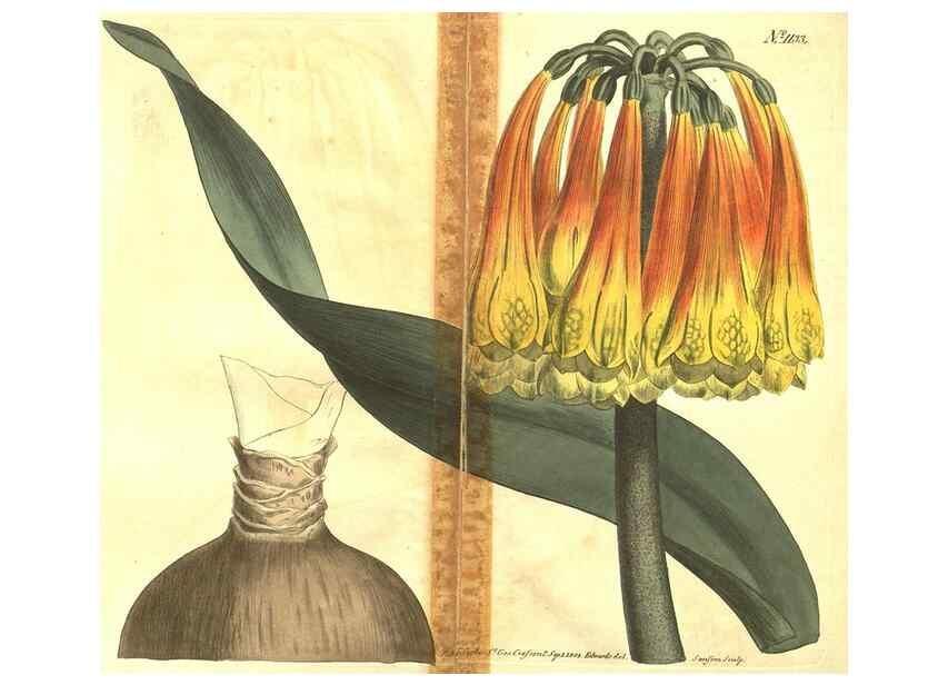 Reproducción/Reproduction 34359816843: Curtis's botanical magazine.. London ; New York [etc.] :Academic Press [etc.]
