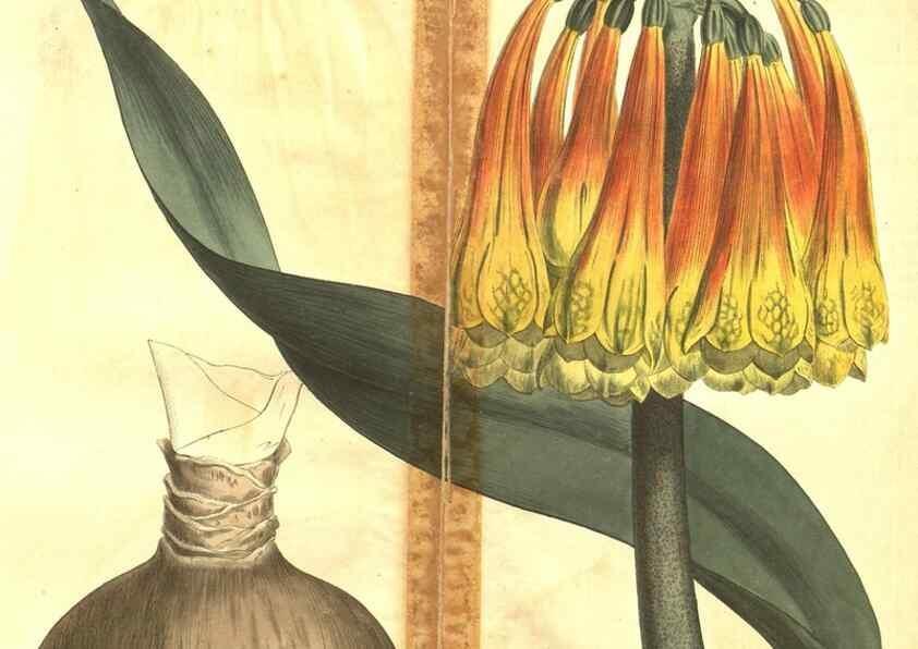 Reproducción/Reproduction 34359816843: Curtis's botanical magazine.. London ; New York [etc.] :Academic Press [etc.]