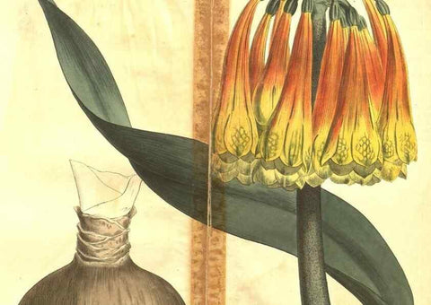 Reproducción/Reproduction 34359816843: Curtis's botanical magazine.. London ; New York [etc.] :Academic Press [etc.]