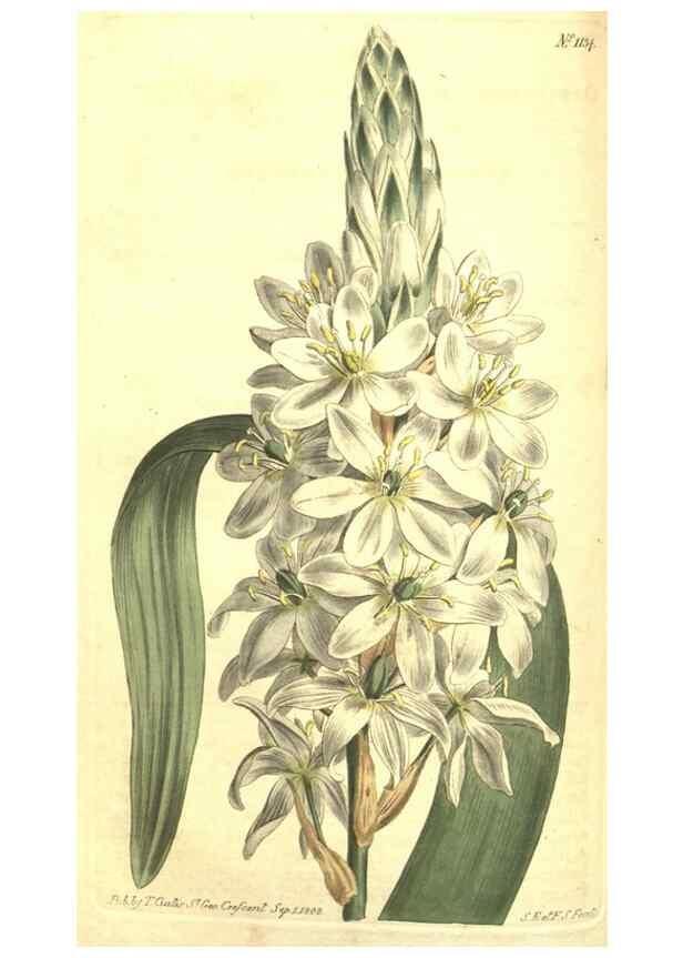 Reproducción/Reproduction 34359819193: Curtis's botanical magazine.. London ; New York [etc.] :Academic Press [etc.]