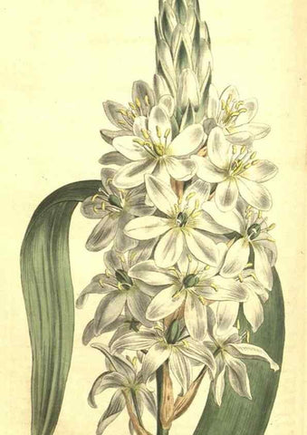 Reproducción/Reproduction 34359819193: Curtis's botanical magazine.. London ; New York [etc.] :Academic Press [etc.]